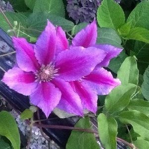 Meet your Posher, Janie